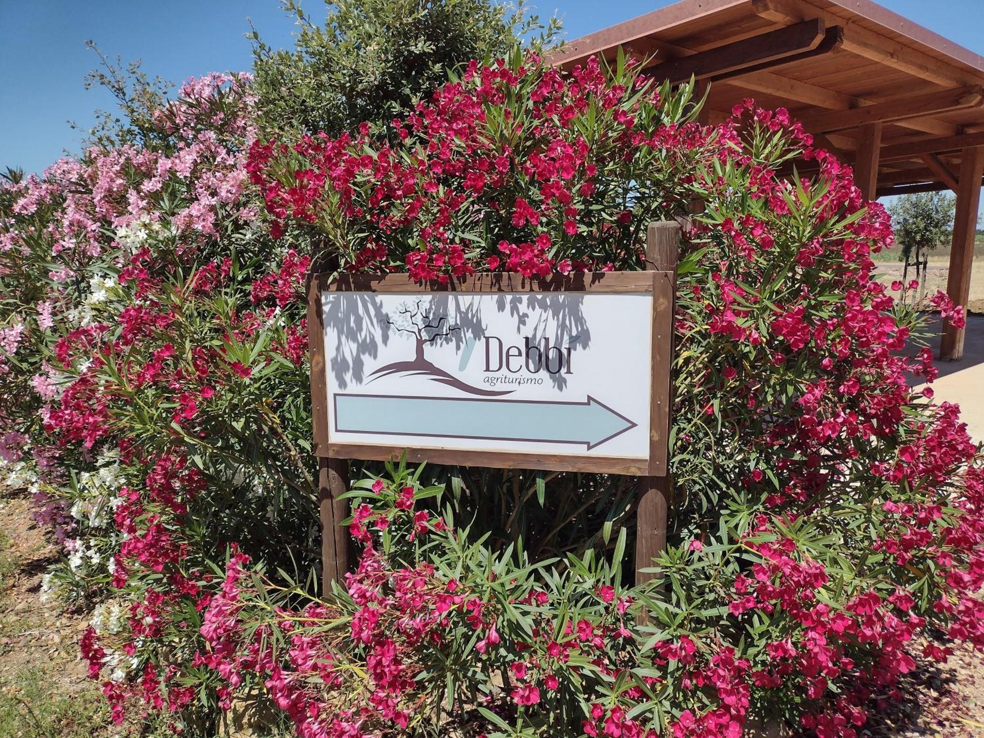 Agriturismo I Debbi Bibbona Eksteriør bilde