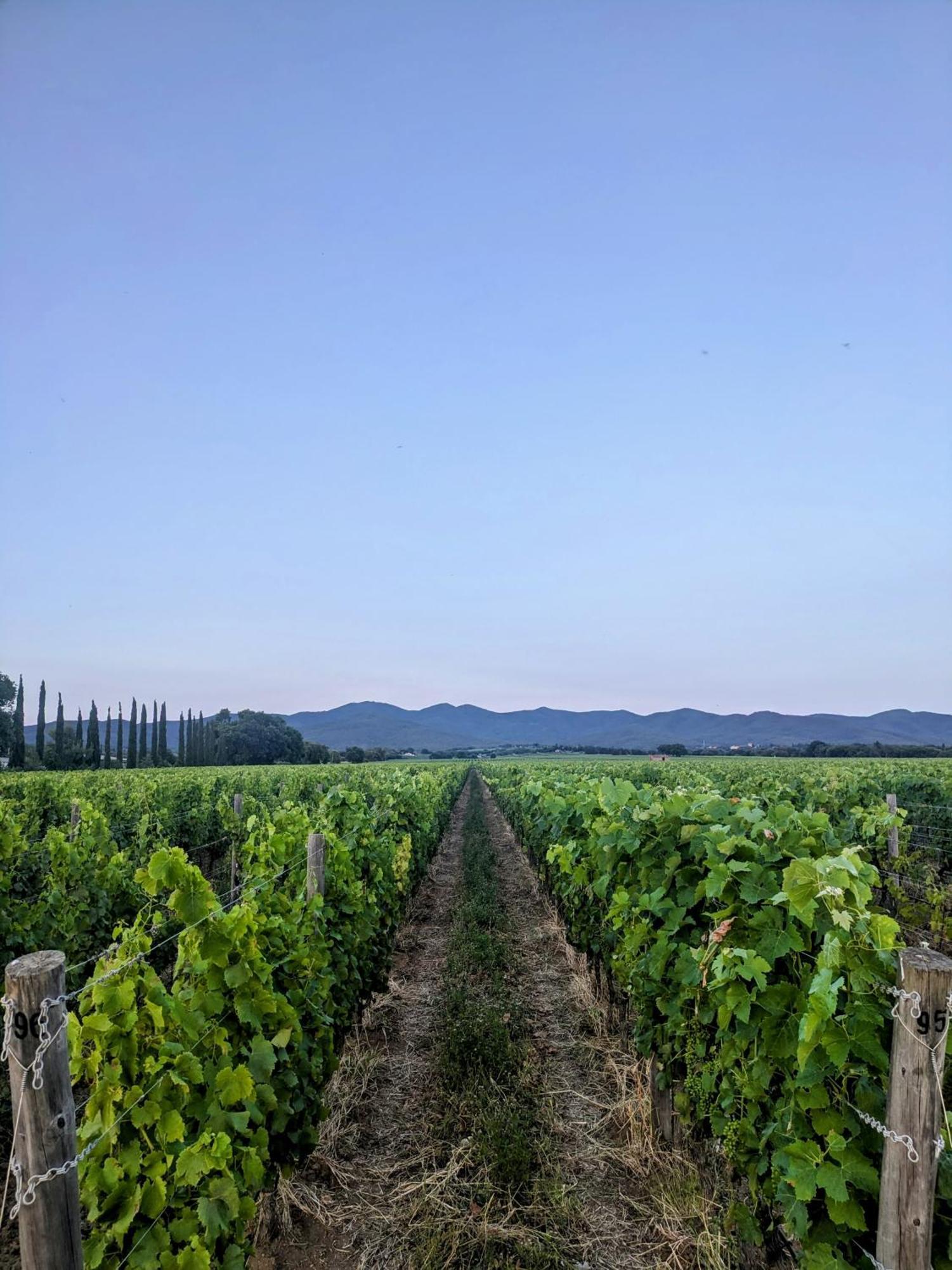 Agriturismo I Debbi Bibbona Eksteriør bilde