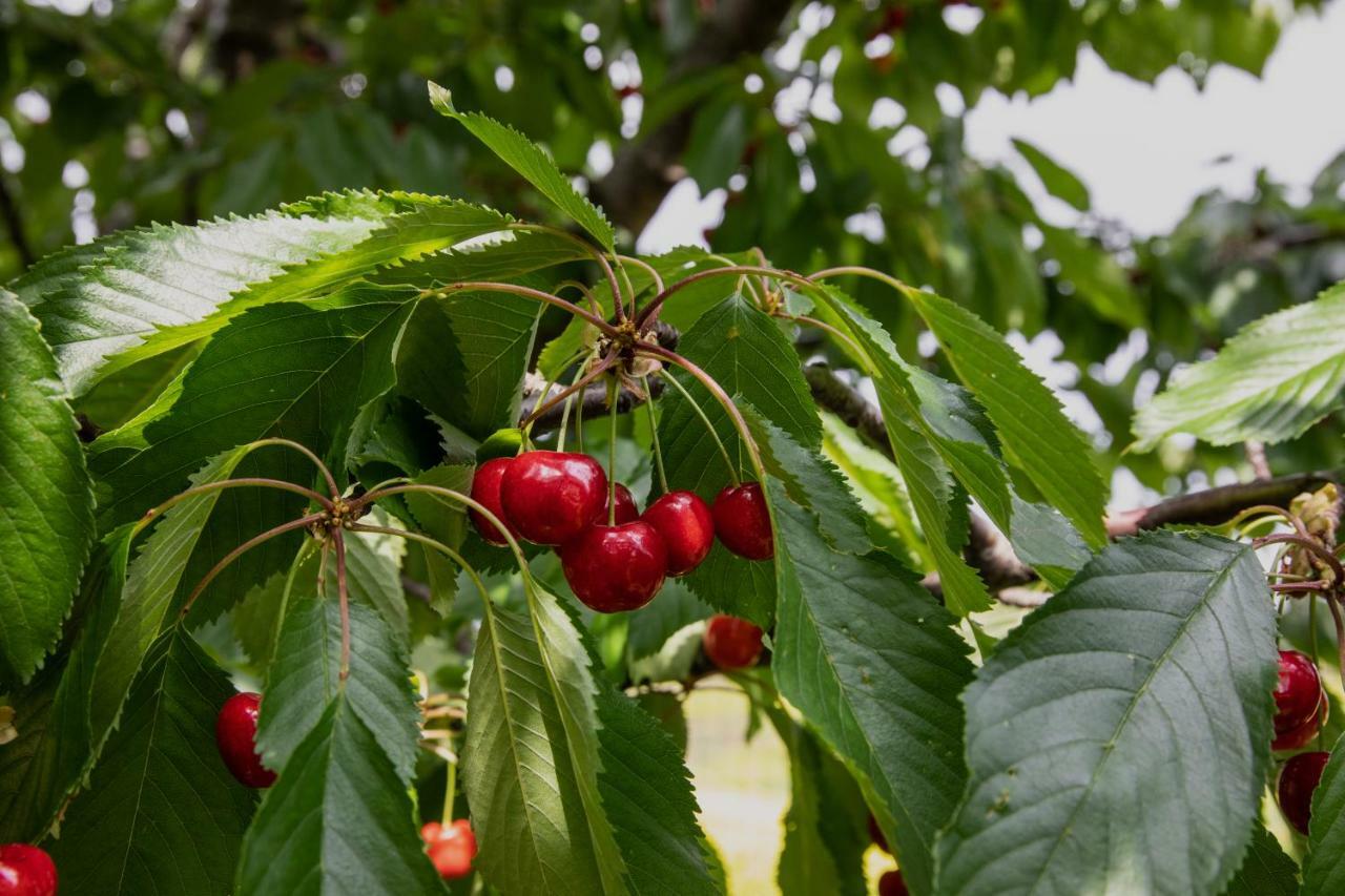 Agriturismo I Debbi Bibbona Eksteriør bilde